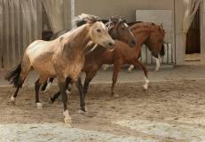 c25-IMG_8841-ws