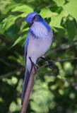 c45-bluebird-ws