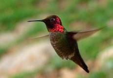 hummingbird-ws