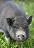 piggy-ws