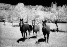 rt52horses