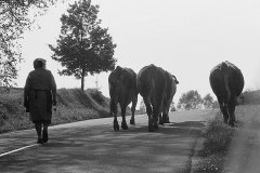Cows