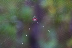 Spider Web