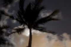 Palm Tree Moon