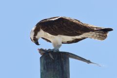 Osprey
