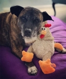 Mona Chickie