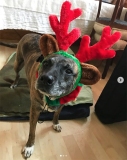 Mona Christmas