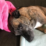 Mona in Pink Blanket