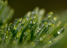 Plant dew