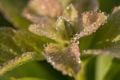 Plant dew