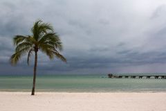 Palm tree beach