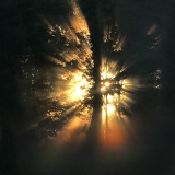Glowing forest