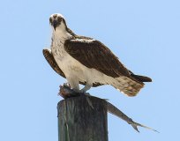 Osprey