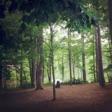 Forest floor