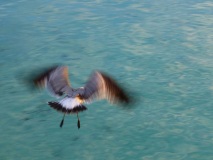 Osprey