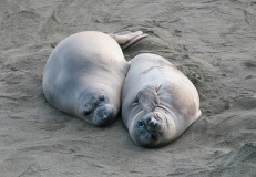 Seals