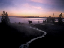 Elk ocean