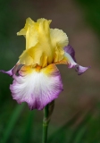 Wild Iris