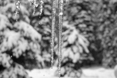 Icicles - Ashland, Oregon