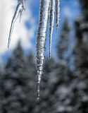 Icicles - Ashland, Oregon
