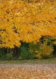 Yellow leaves tree