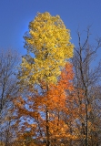 Orange and Yellow leaves tree