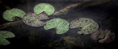 Lilypads - Rochester, NY