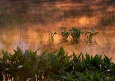 Pond at Sunrise - Maine