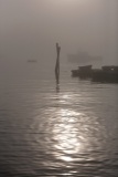 Foggy Morning in Maine