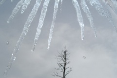 Icicles and One Tree - Hamburg, NY