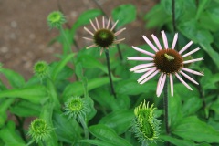 Echinacea - Rockland, Maine