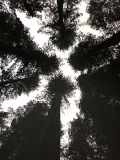 Redwoods - Klamath, California