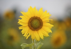 Sunflower - Germany