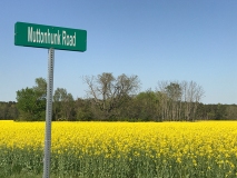 Fields of Yellow Flowers - Maryland
