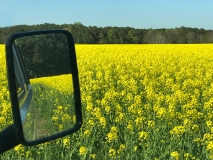 Flowers and Rear View Mirror - Maryland