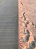Foosteps and Boardwalk - Assateaque Island