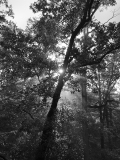 Black and White Forest
