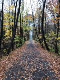 Woods in Ithaca, NY