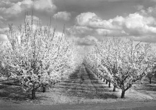 Almond Trees off I-5 - California