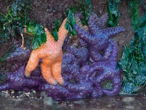 Starfish at Low Tide - San Juan Islands, Washington