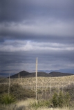DSC07353-ws