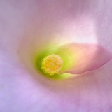 _