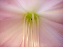 Softness
