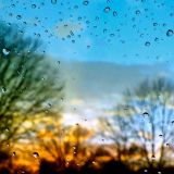 Windshield